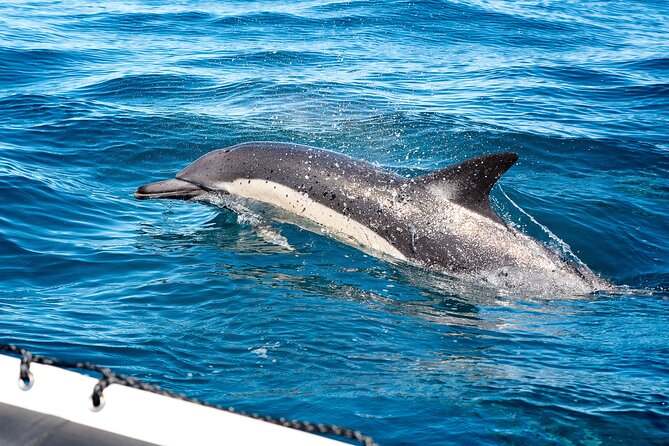Seal Snorkeling Experience in Cape Town - Observing South Africas Marine Animals