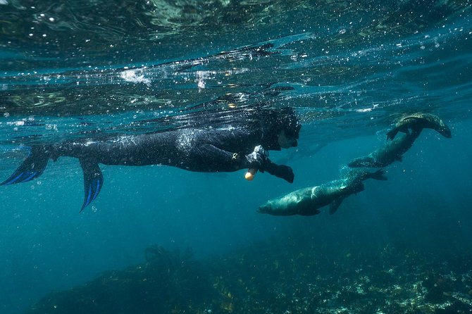 Seal Snorkeling With Animal Ocean in Hout Bay - Customer Reviews and Staff Service