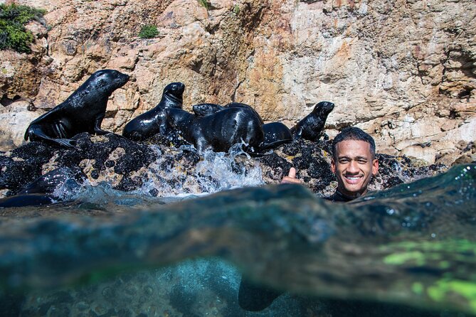Seal Swimming Activity in Plettenberg Bay - Safety Guidelines and Precautions