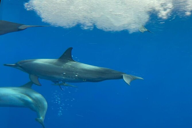Semi Submarine Boat Experience to Klein Bonaire - Cancellation Policy