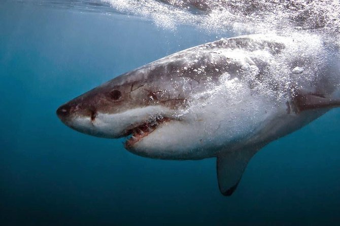 Shark Cage Diving - Adventure Meets Conservation! - Cancellation Policy