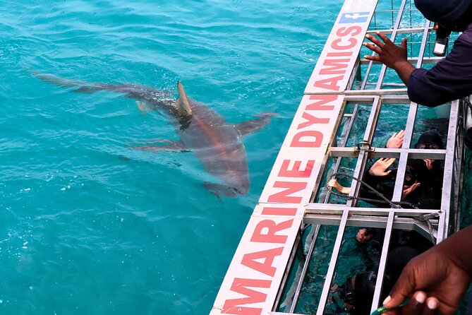 Shark Cage Diving and Viewing With Transport From Cape Town - Pricing and Booking Details