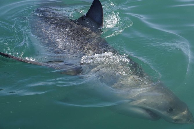 Shark Cage Diving Viewing Only - What to Expect