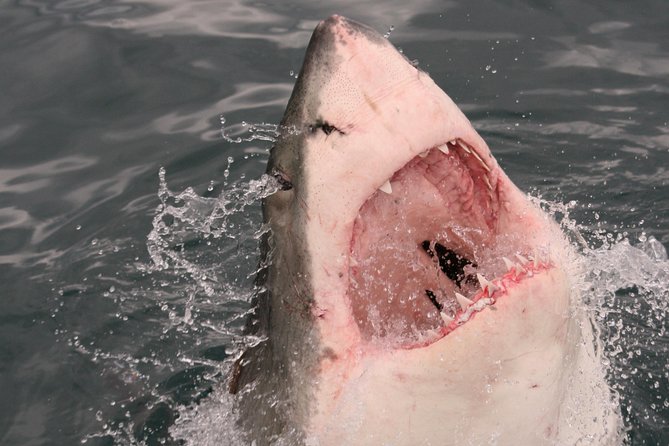 Shark Cage Diving & Viewing Tour in Mossel Bay - Reviews and Feedback