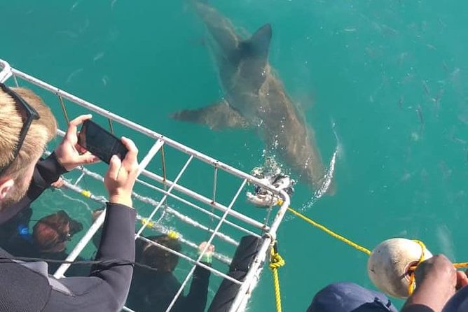 Shark Cage Diving - Pricing and Terms
