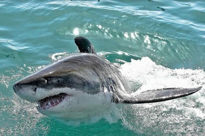 Shark Diving Full Day Guided Return Transfer to Gansbaai From Cape Town - Additional Information