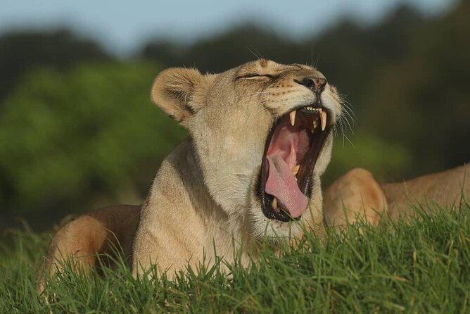 Skip the Line: 2-Hour Guided Game Drive at Kragga Kamma Game Park Ticket - Questions and Support