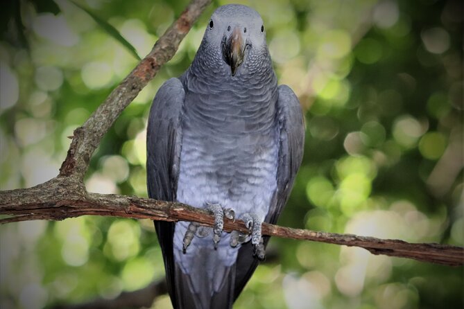 Skip the Line: Birds of Eden Admission Ticket - Meeting and Pickup Information