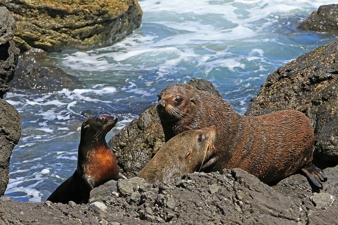 Snorkeling With Seals and Cape Peninsula Full-Day Private Tour - Questions and Additional Information