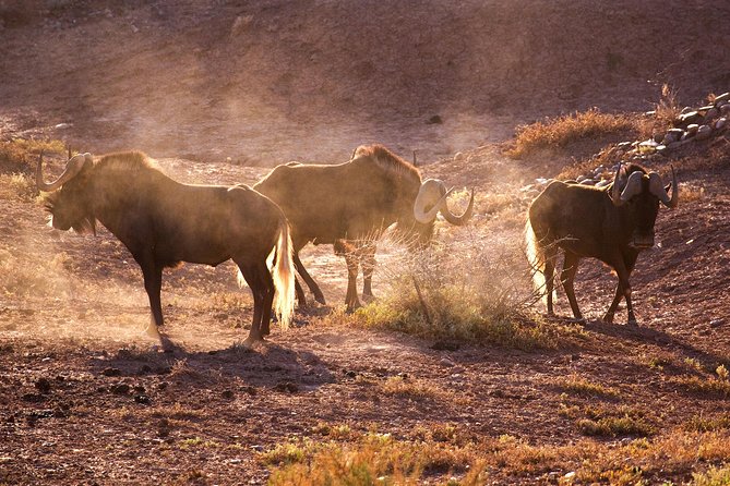 South African Bush Safari in Oudtshoorn  - Western Cape - Additional Information