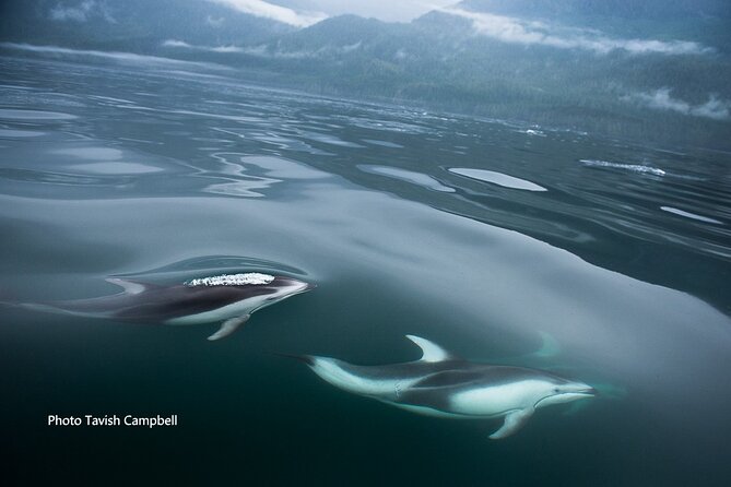 Spring Bears and Whales in Campbell River Tour - Whats Included