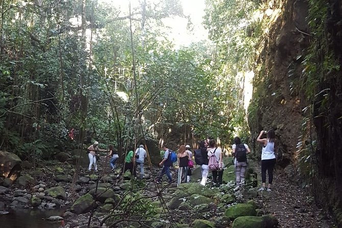 St Kitts Half-Day Rainforest Tour - Reviews and Booking Information