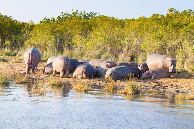 St Lucia Estuary Boat Cruise - Professional Guided Experience