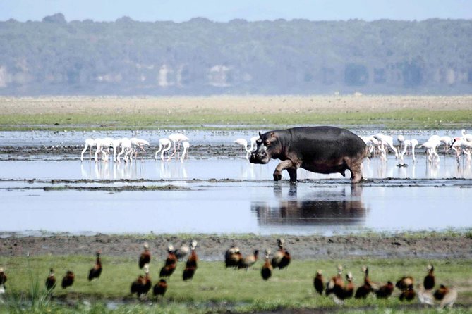 St Lucia Isimangaliso Boat Safari Day Tour From Durban - Cancellation Policy