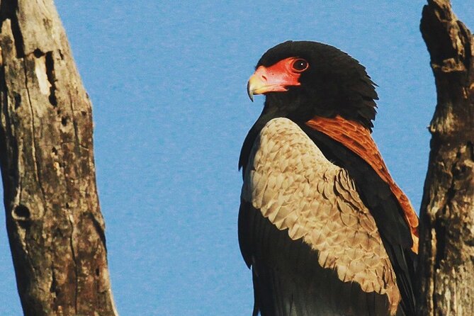 Sunset Game Drive Safari Near Hoedspruit - Cancellation Policy