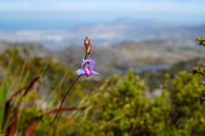 Table Mountain Summit Hike via Kasteelspoort in Cape Town - Confirmation and Availability