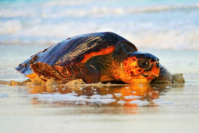 Turtle Watching Tour at Cape Verde  - Santa Maria - Additional Reviews