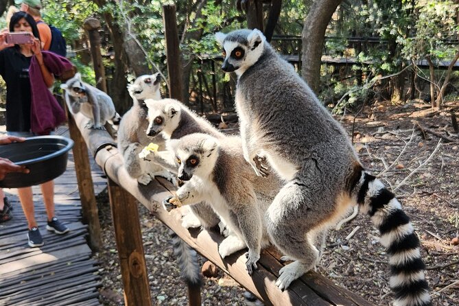 Walk With Elephants Experience Plus Monkey Forest Walk - Terms and Conditions