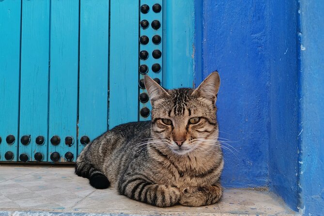 Walking Tour in Chefchaouen Blue City With Coffee/Tea Inclusion - Meeting and Pickup