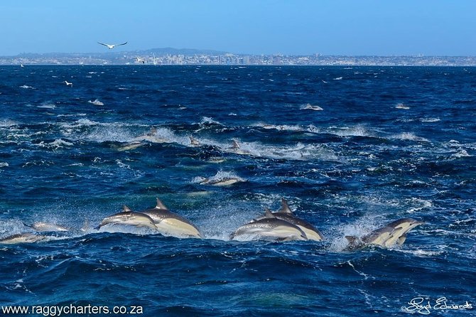 Whale, Dolphin & Penguin Island Cruise - Directions to the Cruise Departure Point