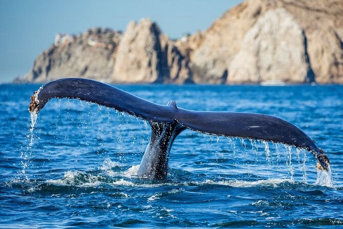 Whale Watching Cruise From Newport Beach - Reviews and Ratings