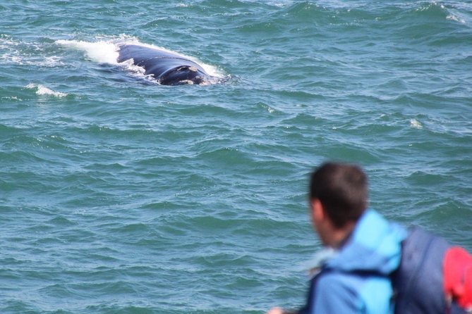 Whale Watching Walking Tours (Land-Based) - From JUNE - Directions