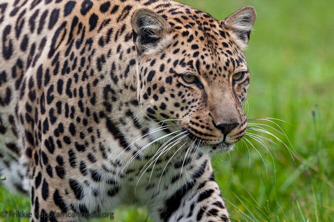 Wild Cat Experience Tour - Authentic Traveler Reviews