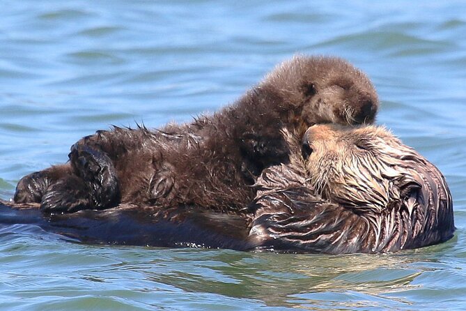 Wildlife Safari Boat Tour in Scenic Monterey Bay Wetland - Parking and Fees