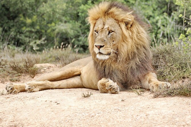 Wildlife Wonders - Addo Elephant National Park Tour - Exploring the Parks Scenic Beauty