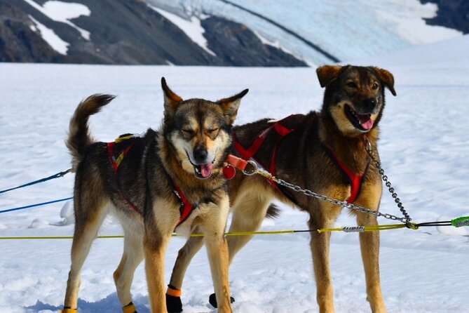 Winter Dog Sledding in Knik, Alaska - Traveler Reviews and Helpful Resources