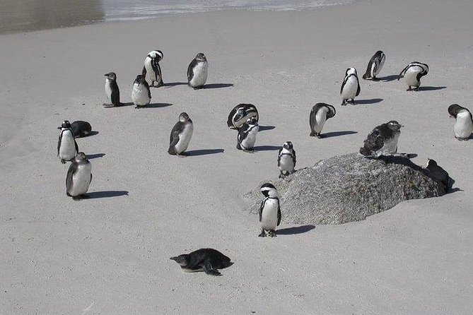 3Days Cape Town - Attraction: Crocodile Diving Cage & Cape Point & Wine Tasting - Good To Know