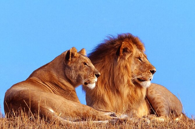 4 Day Addo National Park & Garden Route Tour From Cate Town - Good To Know