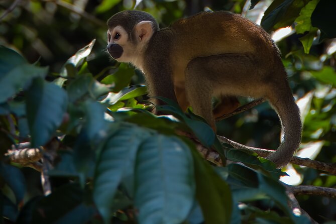 4-Day Excursion to Ecuador's Cuyabeno Wildlife Reserve (Feb )