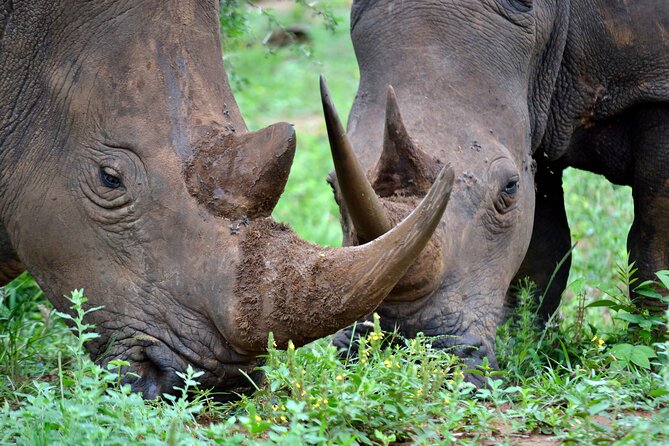 4-Day Hluhluwe Imfolozi and St Lucia Safari From Durban