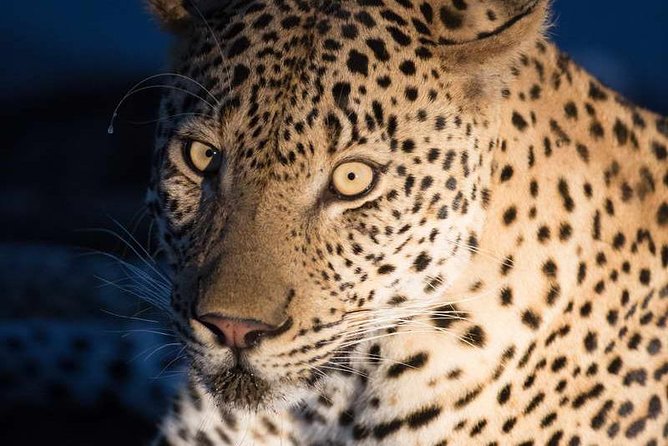 4 Day Kruger South to Central Safari – From Johannesburg