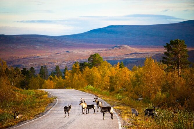 2 Best 4 Day Tours In Lapland