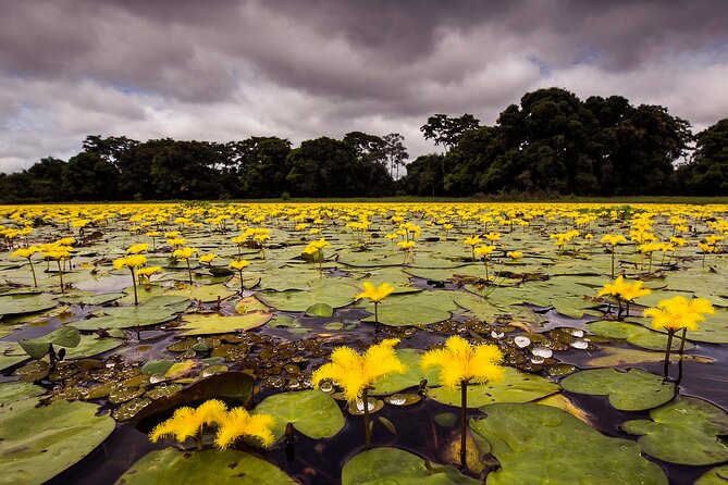 4-Day Pantanal Tour With Accommodation – Departing From Cuiaba