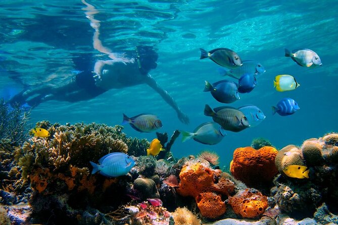 4-Hour Party Catamaran and Snorkeling Excursion in Sosua Cruseros
