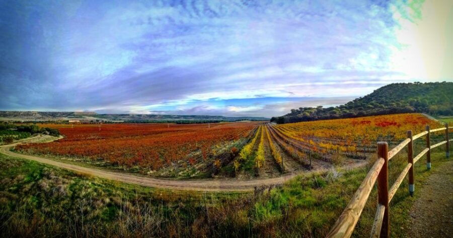 4 Wineries, Comprehensive Ribera Del Duero Winetour