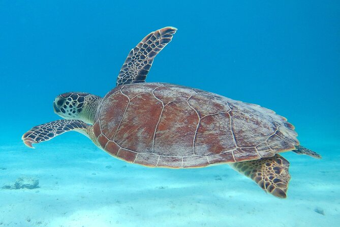 100% Private Sail & Dive From a 45ft Sailing Yacht in Bonaire - Indulging in a Delicious Onboard Dining Experience