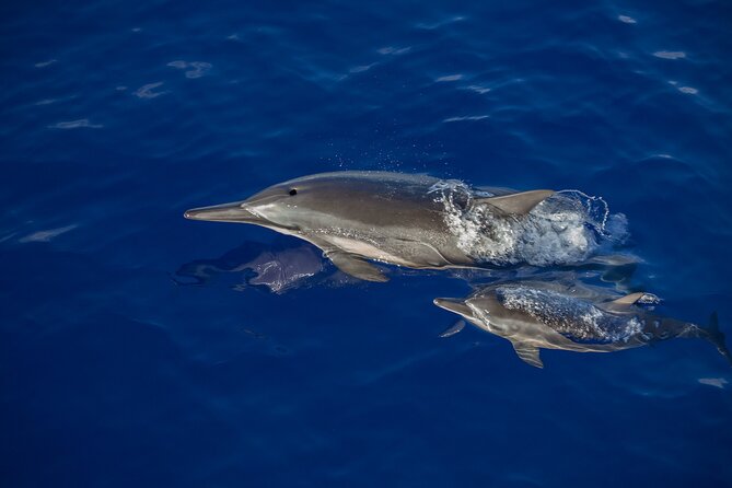 2.5 Hours Whale Watching On A 41 Super-Raft - The Sum Up