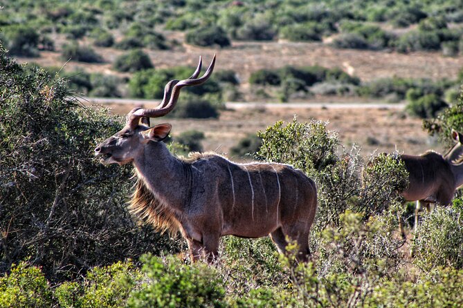 2 Day Addo Elephant Park Safari - Accommodation Details
