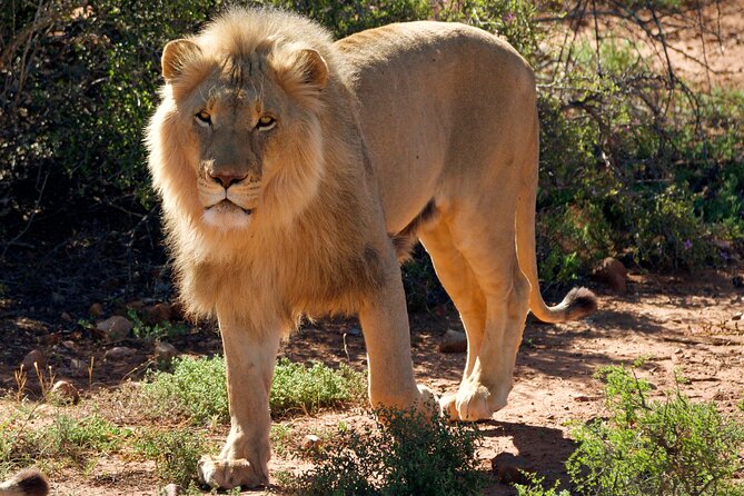 2 Day Small Group Garden Route Big 5 Safari Tour From Cape Town - Booking and Availability