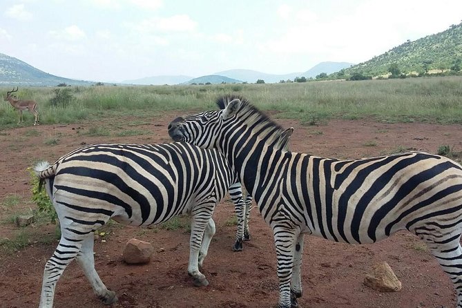 2 Day Tented Safari in the Pilanesberg - Reviews