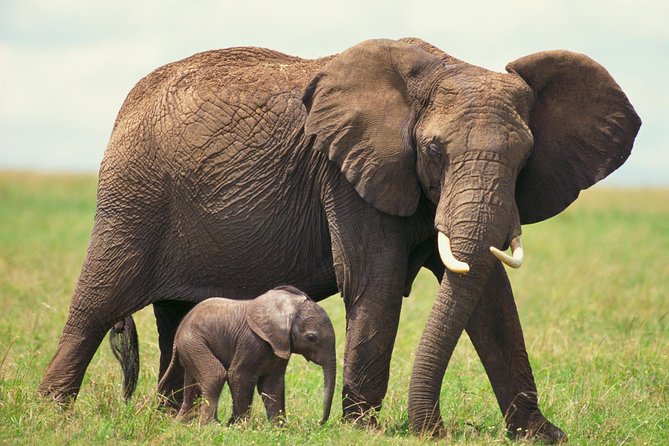 2 Day Wild Heart Western Cape Safari Tour With Private Transfers - Traveler Reviews and Photos