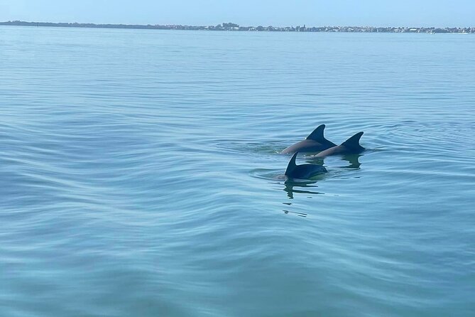 2-Hour Dolphin Watching Tour in Florida - Additional Information