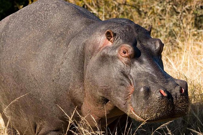 2-Hour Game Drive at the Plettenberg Bay Game Reserve - Game Drive Experience