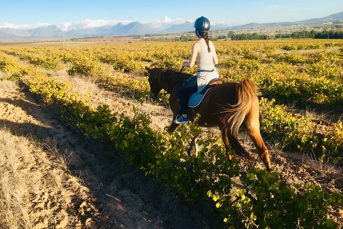 2 Hour Vineyard Trail Ride - Cancellation Policy
