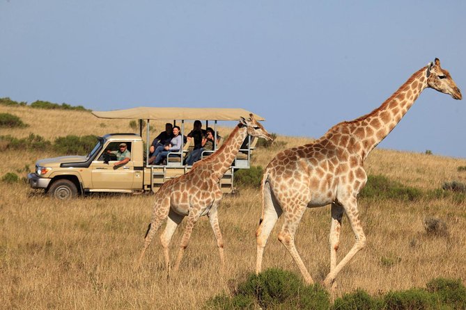 3 Day Best of Garden Route Highlights With Safari From Cape Town - The Sum Up