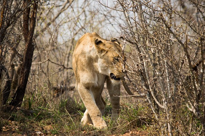 3 Day Lodge/Masango Kruger National Park Safari - Common Questions